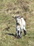 SX12637 Little lamb running down hill.jpg